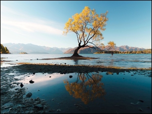 Pochylone drzewo odbija się w jeziorze z górami w tle