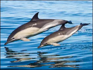 Dwa delfiny w skoku nad wodą
