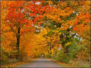 Drzew, Jesień, Aleja, Kolorowych