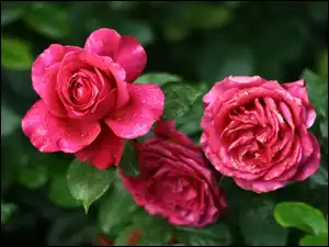 Roze, Rozowe