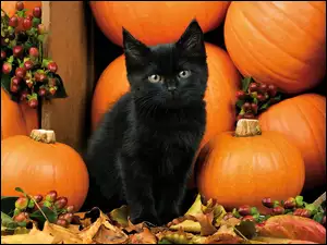 Czarny kotek w dyniach