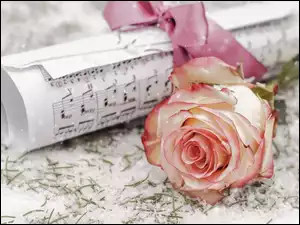 Kwiat róży na śniegu obok zapisu nutek