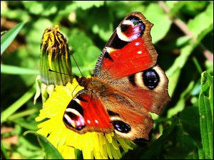 Kwiatek, Motyl