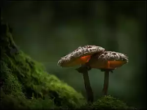 Podświetlone grzyby w mchu