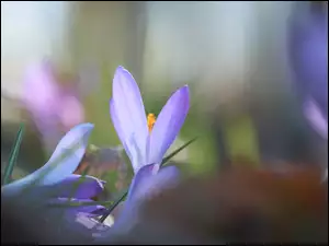 Wiosenne, Fioletowe, Krokusy, Kwiaty