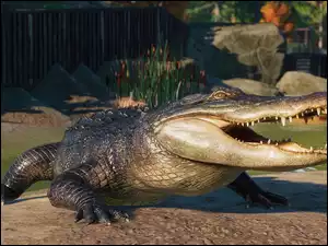Aligator w grze Planet Zoo