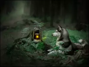 Lampa naftowa, Pies, Paprocie, Siberian husky