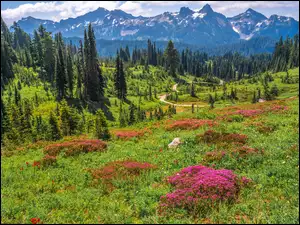 Stan Waszyngton, Park Narodowy Mount Rainier, Droga, Stany Zjednoczone, Kwiaty, Łąka, Góry