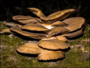 Dorodne kapeluszy grzybów