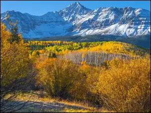 Kolorado, Góra, Krzewy Jesień, Stany Zjednoczone, Drzewa, Las, Wilson Peak