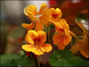 Kwiaty, Nasturcja, Pomarańczowe