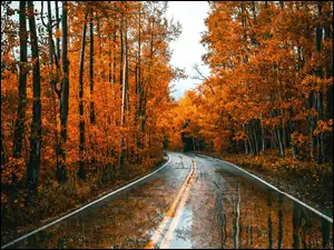 Droga przez kolorowy jesienny las