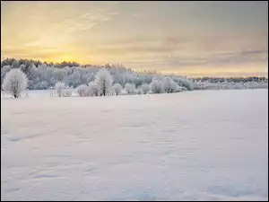 Zima, Niebo, Drzewa, Polana, Wschód słońca