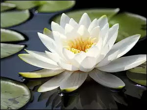 Biała lilia na wodzie
