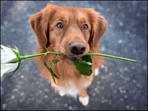 Róża, Rudy, Pies