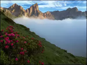 Góry, Poranek, Różanecznik, Kwiaty, Mgła