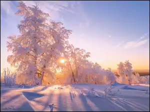 Śnieg, Zima, Drzewa, Ośnieżone, Promienie słońca