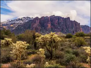 Arizona, Góry, Kaktusy, Stany Zjednoczone, Roślinność, Skały, Superstition Mountains