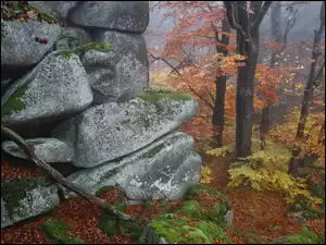 Las, Skały, Drzewa, Mgła
