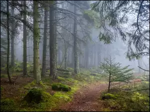 Drzewa, Las, Ścieżka, Kamienie, Mgła, Omszałe