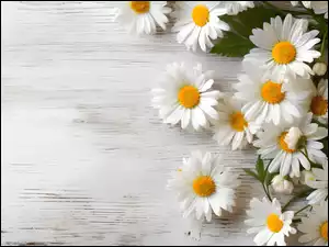 Rumianki, Kompozycja, Białe, Kwiaty