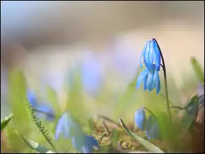 Niebieskie, Cebulica syberyjska, Kwiaty