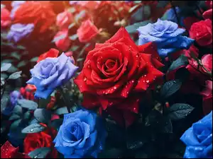 Czerwone, Listki, Niebieskie, Kwiaty, Róże