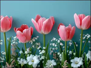 Kwiaty, Tulipany, Białe, Kompozycja, Różowe