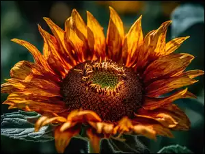 Słonecznik, Kwiat, Żółty