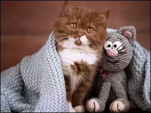 Kotek i zabawka przykryte kocem