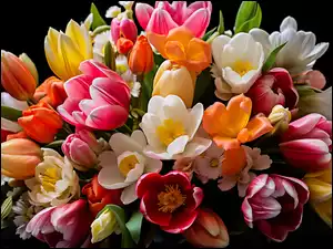 Kolorowy bukiet tulipanów w zbliżeniu