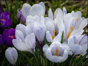 Kępki białych i fioletowych krokusów w trawie