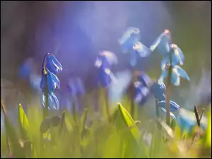 Niebieskie, Zbliżenie, Trawa, Cebulice syberyjskie, Kwiaty