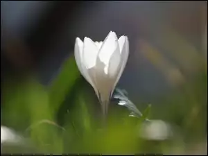 Kwiat, Biały, Rozświetlony, Krokus