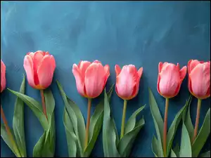 Tło, Kwiaty, Tulipany, Niebieskie