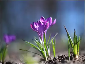 Kwiat, Fioletowe, Krokusy