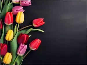 Bukiet kolorowych tulipanów na ciemnym tle