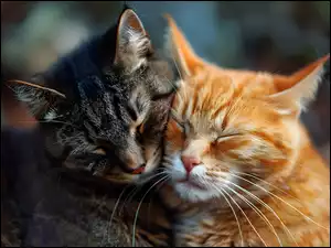 Przytulone koty na rozmytym tle