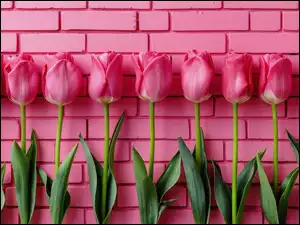 Ściana, Różowe, Kwiaty, Tulipany