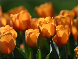 Tulipany, Kwitnące, Pomarańczowe