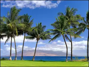 Maui, Palmy, Hawaje, Stany Zjednoczone, Morze