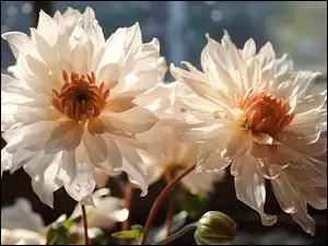 Białe kwiaty z pąkami