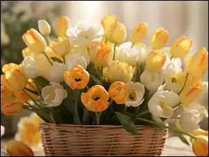 Żółte, Koszyk, Białe, Kompozycja, Tulipany