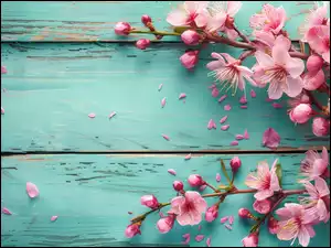 Gałązki kwitnącej na różowo wiśni na niebieskich deskach