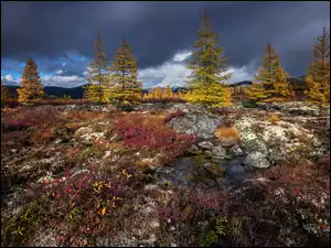 Kołyma, Jesień, Niebo, Rosja, Zachmurzone, Łąka, Drzewa