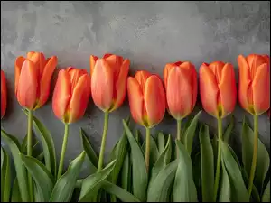 Tło, Kwiaty, Tulipany, Ciemne
