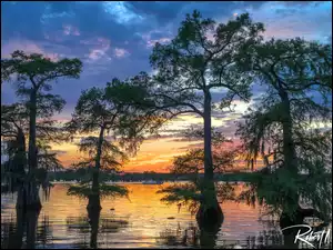 Caddo Lake, Drzewa, Stany Zjednoczone, Jezioro, Stan Teksas, Zachód słońca, Cyprysy