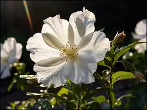 Białe kwiaty z kroplami wody w blasku światła