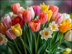 Narcyzy, Kwiaty, Kolorowe, Tulipany