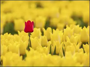 Tulipany, Tulipan, Żółte, Pole, Czerwony